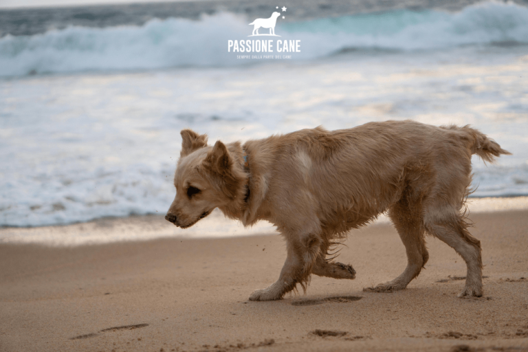 Spiaggia Libera dog frienly 2 min 768x512