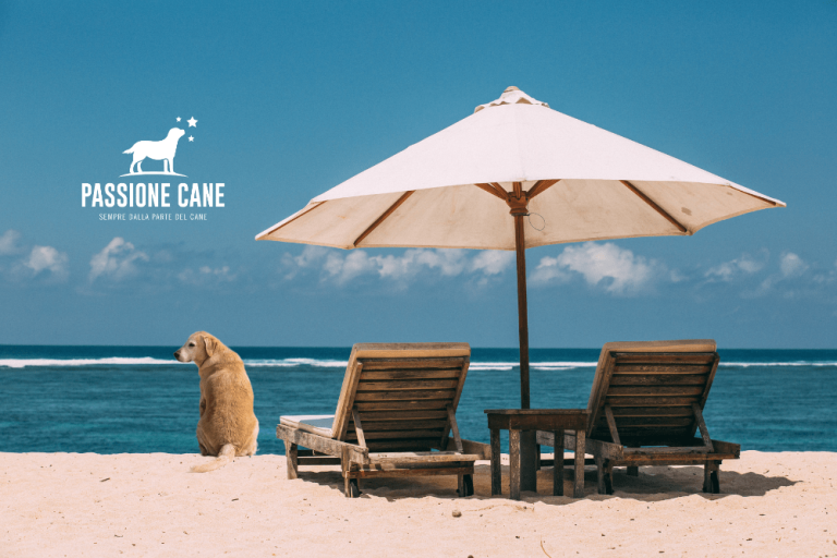 dog beach attrezzata min 2 768x512