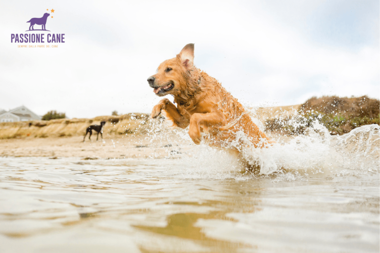 dog beach libera min 768x512