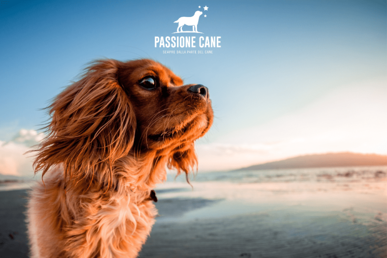 spiaggia libera per cani 2 min 1 768x512