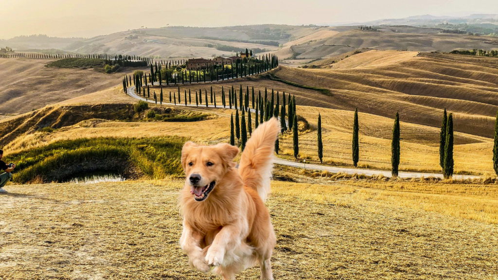 itinerario dog friendly toscana,