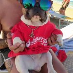 Bulldog maglia occhiali 150x150