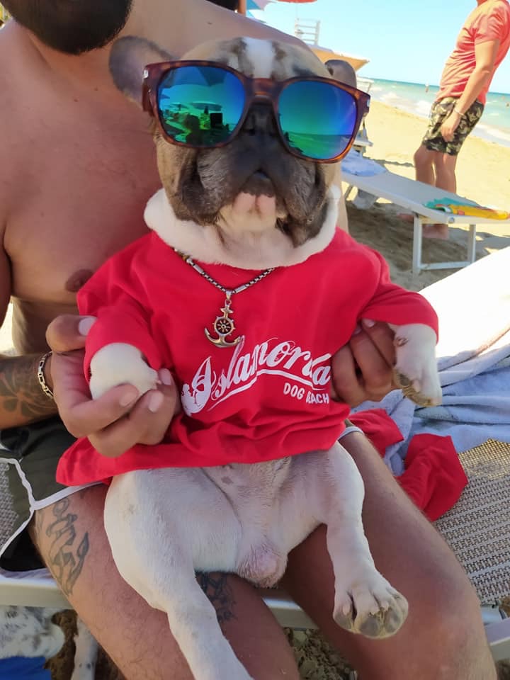 Bulldog maglia occhiali