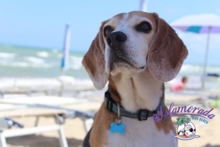 Chico beagle 768x512