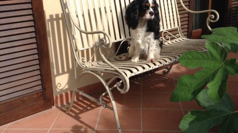 IMG 0165 1140x640 1 768x431