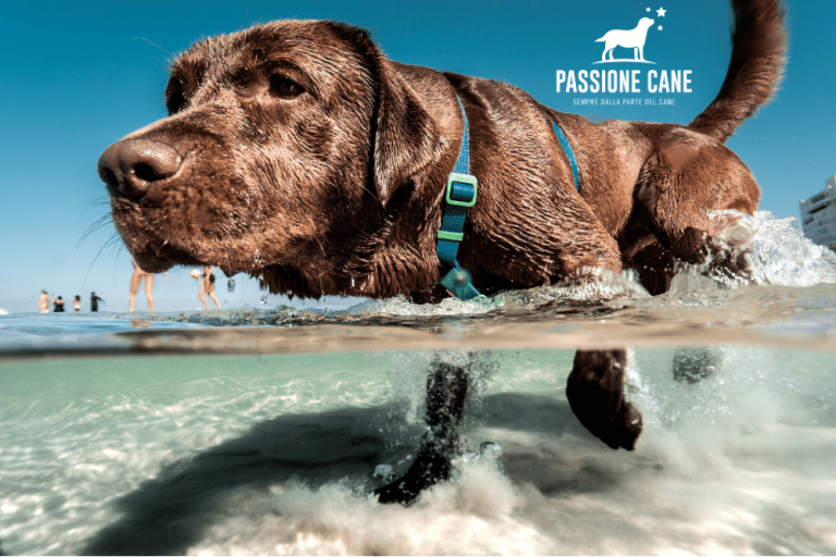 dog beach min 768x512