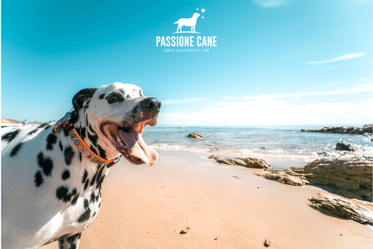 dog beach sardegna min 768x512