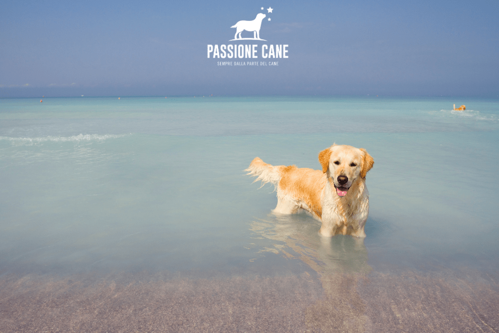 arvepana doggie beach, dog beach spiaggia libera con accesso consentito anche ai cani, dog beach friendly, dog beach near me, lignano dog beach, spiaggia seggio dog beach, dog beach san vincenzo, islamorada dog beach, pascià glam dog beach