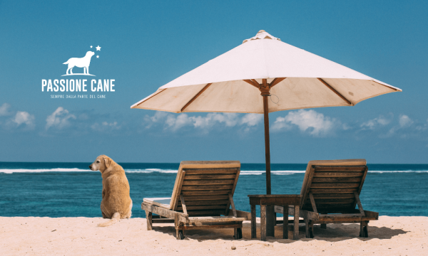 dog beach spiaggia libera con accesso consentito anche ai cani, dog beach friendly, dog beach near me, lignano dog beach, spiaggia seggio dog beach, dog beach san vincenzo, islamorada dog beach, pascià glam dog beach