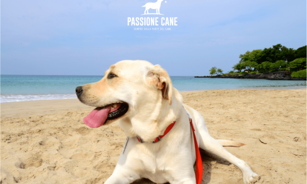 dog beach spiaggia libera con accesso consentito anche ai cani, dog beach friendly, dog beach near me, lignano dog beach, spiaggia seggio dog beach, dog beach san vincenzo, islamorada dog beach, pascià glam dog beach