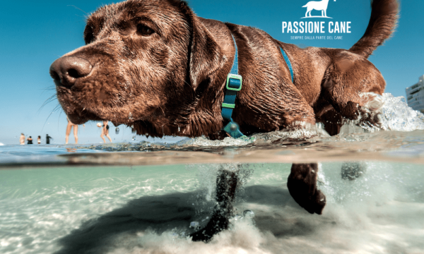 dog beach spiaggia libera con accesso consentito anche ai cani, dog beach friendly, dog beach near me, lignano dog beach, spiaggia seggio dog beach, dog beach san vincenzo, islamorada dog beach, pascià glam dog beach