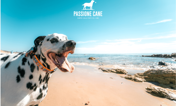 dog beach spiaggia libera con accesso consentito anche ai cani, dog beach friendly, dog beach near me, lignano dog beach, spiaggia seggio dog beach, dog beach san vincenzo, islamorada dog beach, pascià glam dog beach