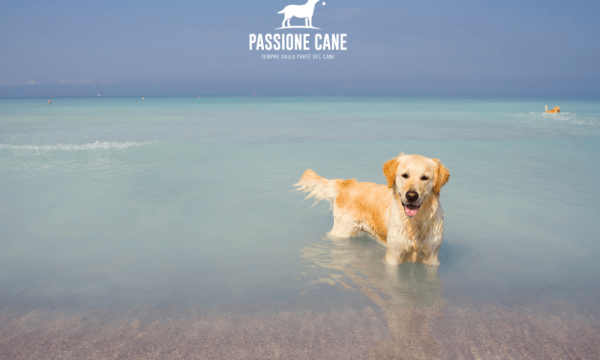 arvepana doggie beach, dog beach spiaggia libera con accesso consentito anche ai cani, dog beach friendly, dog beach near me, lignano dog beach, spiaggia seggio dog beach, dog beach san vincenzo, islamorada dog beach, pascià glam dog beach