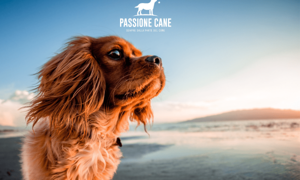 dog beach spiaggia libera con accesso consentito anche ai cani, dog beach friendly, dog beach near me, lignano dog beach, spiaggia seggio dog beach, dog beach san vincenzo, islamorada dog beach, pascià glam dog beach, dog beach