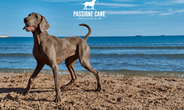 dog beach spiaggia libera con accesso consentito anche ai cani, dog beach friendly, dog beach near me, lignano dog beach, spiaggia seggio dog beach, dog beach san vincenzo, islamorada dog beach, pascià glam dog beach